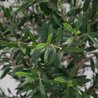 Justartificial.co.uk Natural Trunk Olive Tree FR 210cm close up