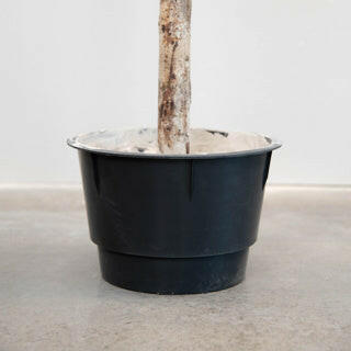 Justartificial.co.uk Natural Trunk Olive Tree FR 210cm carriage pot