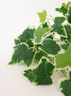 Justartificial.co.uk Large Printed Ivy Leaf Garland Variegated close up
