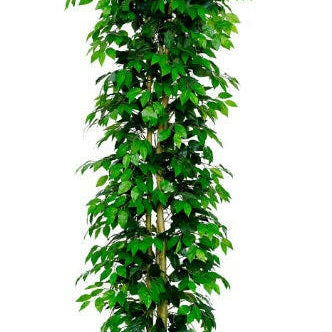 Artificial Silk Ficus Nitida Premium Bush FR