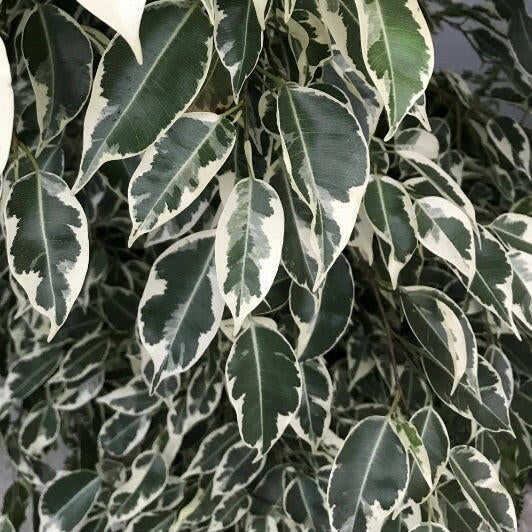 Justartificial.co.uk Ficus Nitida Premium Bush close up variegated