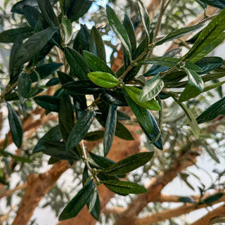 Bespoke Natural Olive Tree FR Foliage