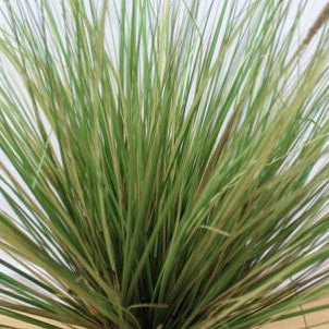 Artificial Timothy Grass in Black Pot close up