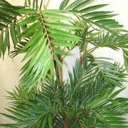 Artificial Silk Parlour Palm Tree