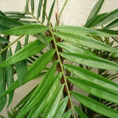 Artificial Silk Parlour Palm Tree