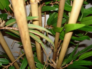 Artificial Natural Bamboo Tree IFR