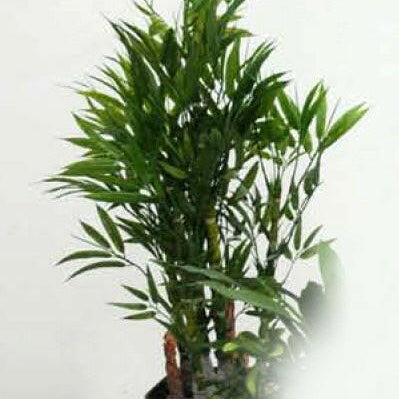 Artificial Mini Bamboo in Pot
