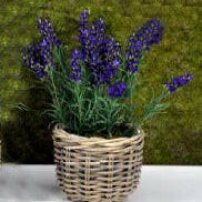 Artificial Silk Lavender in Large Rattan Planter