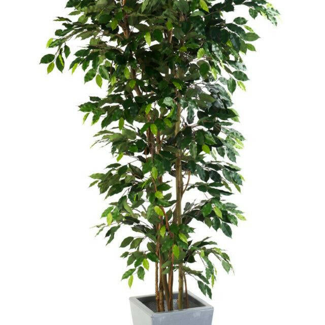 Justartificial.co.uk Ficus Nitida Premium Bush in square planter