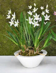 Artificial Silk Miltonia Flowers in Black MDF Planter