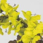 Artificial Silk Spring Bell