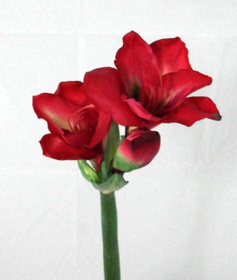 Artificial Queen Amaryllis (Real Touch)