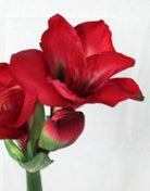 Artificial Queen Amaryllis (Real Touch)