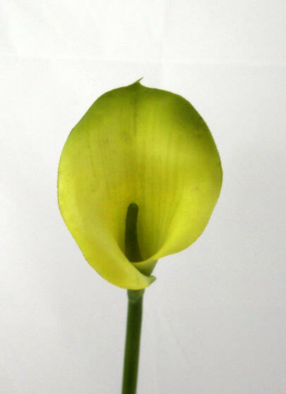 Artificial Calla Lily