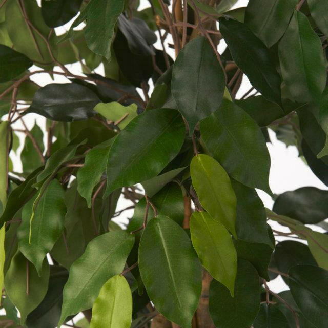 Artificial Silk Ficus Benjamina Vine Tree FR