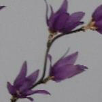 Artificial Silk Blossom Flower Spray Single Stem