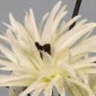 Artificial Silk Phoenix Mini Single Stem