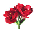 Artificial Queen Amaryllis (Real Touch)