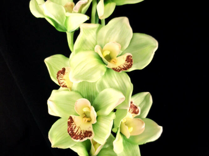 Artificial Cymbidium Orchid (Real Touch)