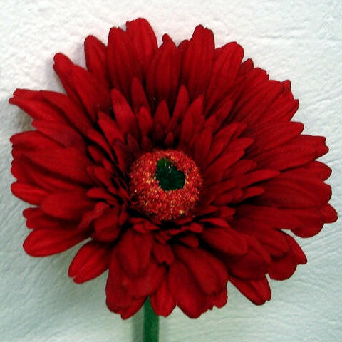 Artificial Silk Gerbera Deluxe Flowers (Real Touch)