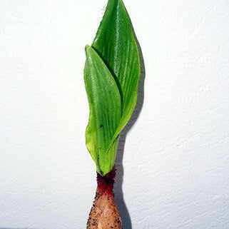 Artificial Tulip Leaf with Bulb