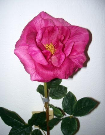 Garden Tea Rose
