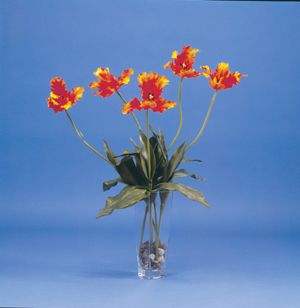 Tulips Arrangement