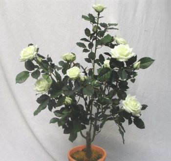 Rose Lady Tree