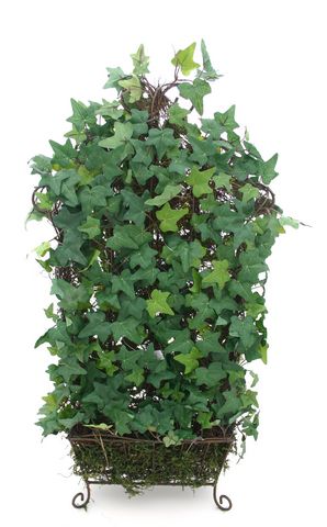 English Ivy on a Stand