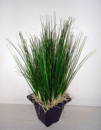 Onion Grass Arrangement