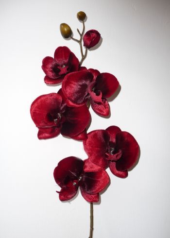 Velvet Phalaenopsis