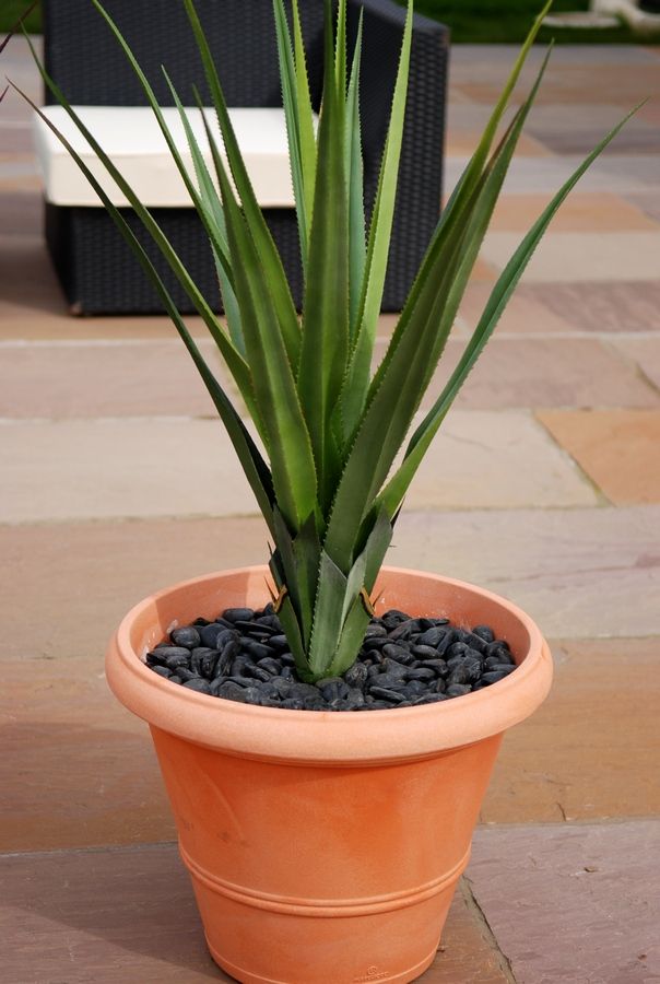 Showing the Green 96cm Aloe planted up and top dressed with Slate, on a Garden Patio - looks superb!