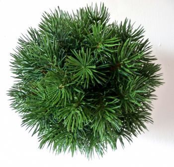 Pine Needle Spruce Ball