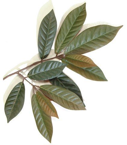 Showing the realistic leaf detail close up, the underside of the leaves is authentically a Burgundy/Red colour.