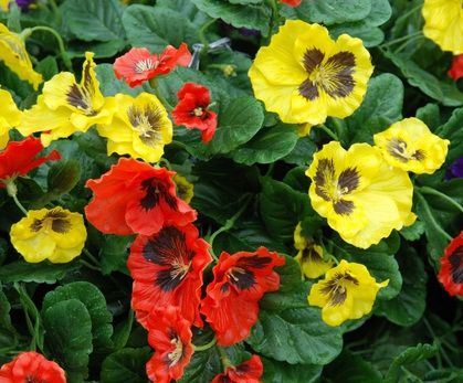 Close up of red and yellow pansies