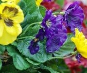 Close up of Purple and Yellow Pansies