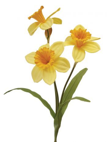 Daffodil Spray