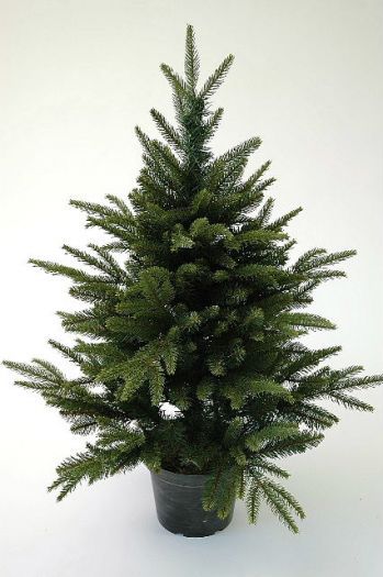 English Pine Christmas Tree