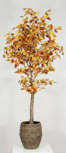 Autumn Birch Tree in Pot