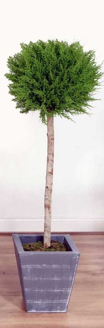 Artificial Cedar Single Ball Tree ready planted in a Lead Look Trough