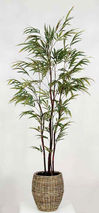 Replica Bamboo Black Stem Zig-Zag Tree as sold complete in planter