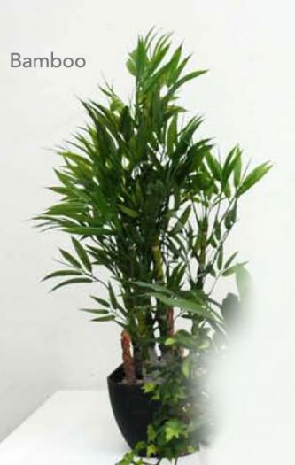 Mini Bamboo in Pot