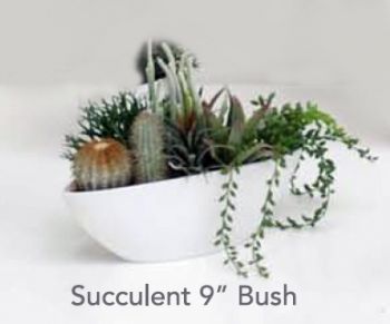 Succulent Bush