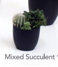 Mixed Succulent Plants