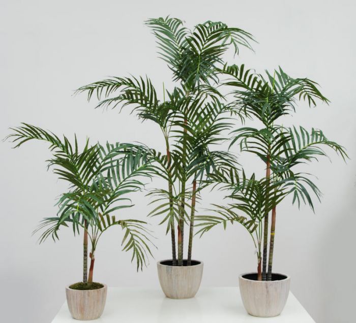 Showing the 3ft (92cm) Palm on the left