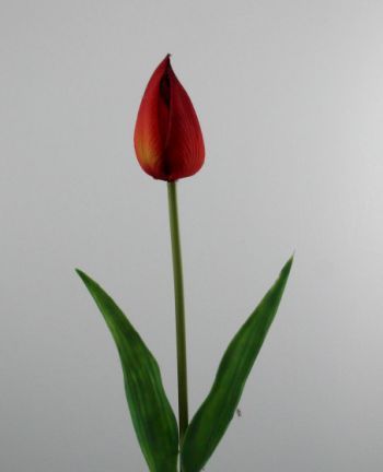 Tulip Single Stem