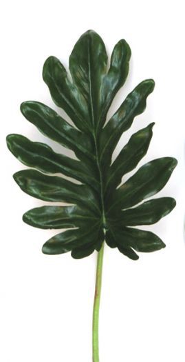Split Philo Leaf