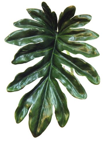 showing leaf bent over backwards in a vase for illustration purposes only
