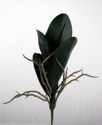 Phalaenopsis Leaf Spray