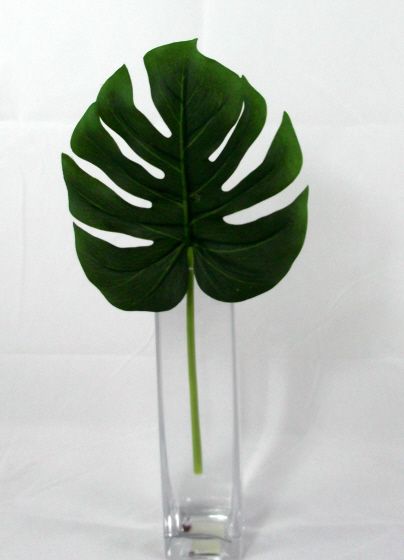 Picture of 1 leaf